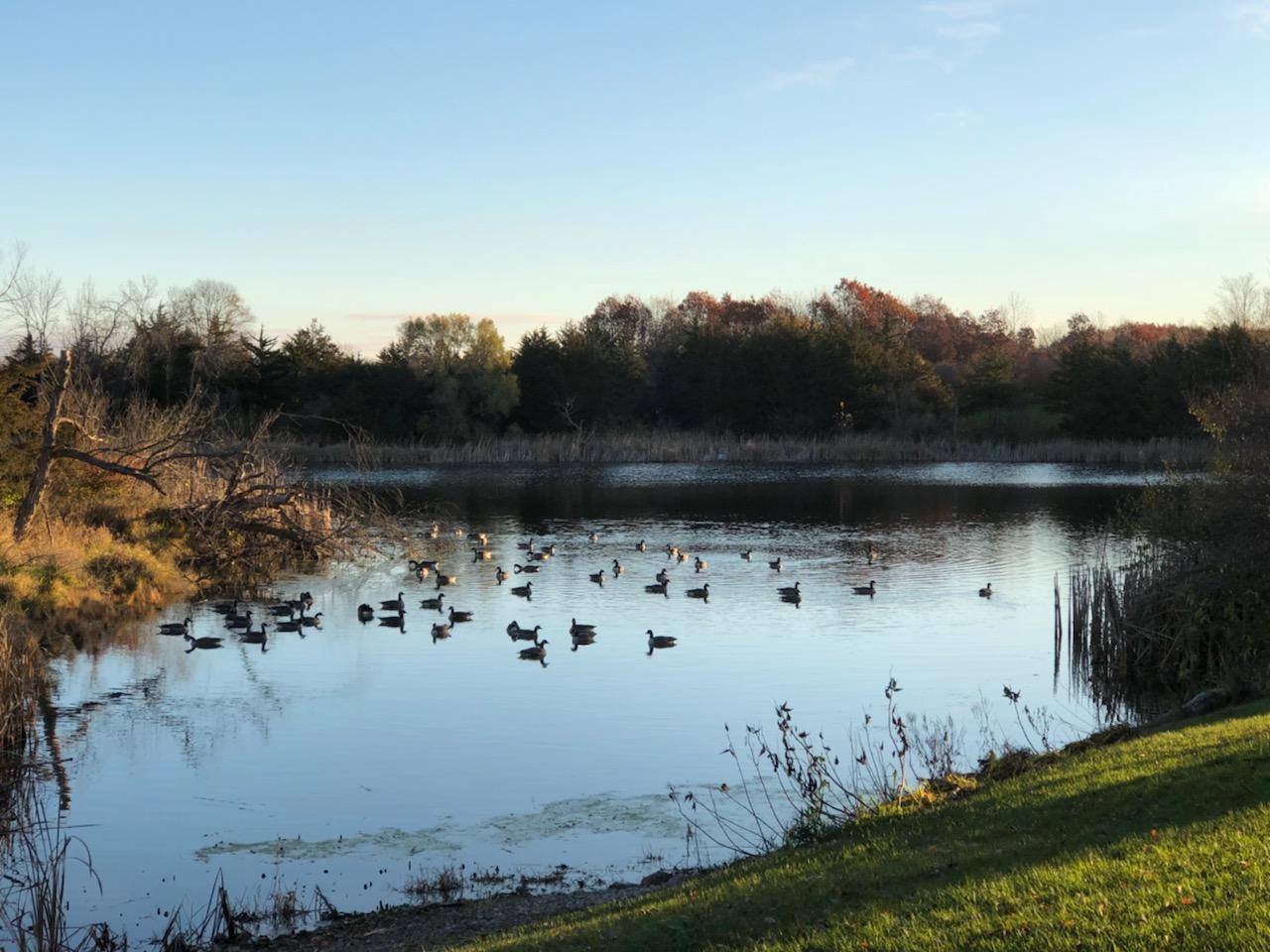 Geese in lake behind B&B
