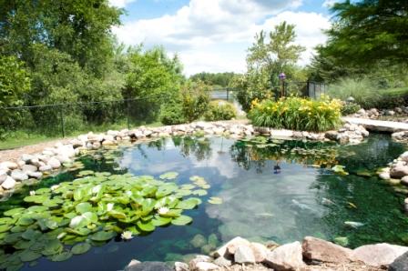 garden with pond