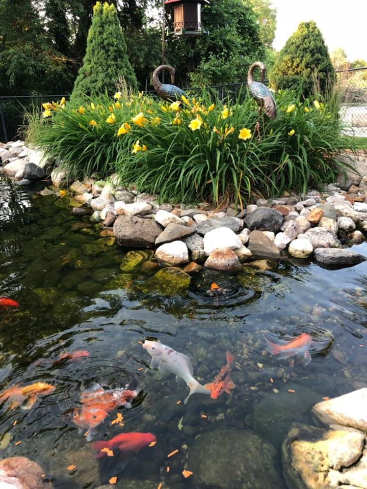 fish pond